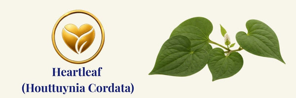 Anua - Crema solare idratante effetto seta con Houttuynia Cordata | protezione solare per pelli sensibili