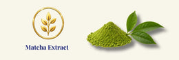 Estratto di matcha