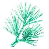 Pine extract