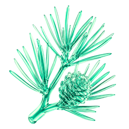 Pine extract