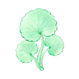 Centella asiatica