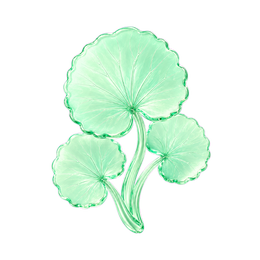 Centella asiatica
